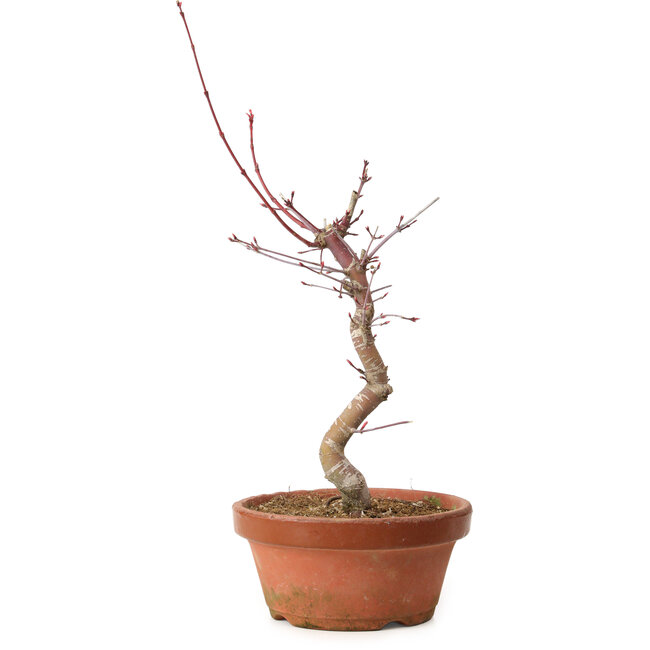 Acer palmatum deshojo, 27 cm, ± 8 anni, con nebari di 3 cm