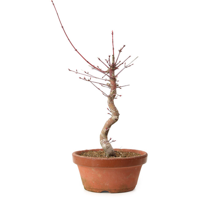 Acer palmatum deshojo, 27 cm, ± 8 years old, with a nebari of 3 cm