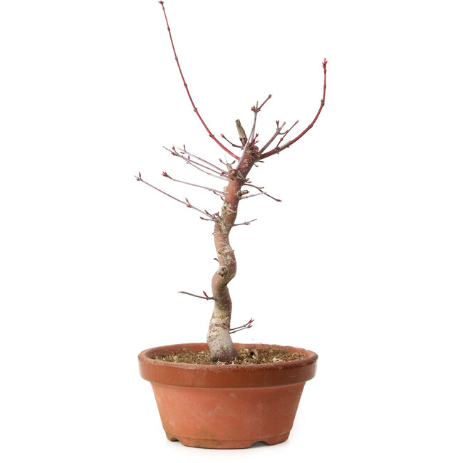 Acer palmatum deshojo, 27 cm, ± 8 jaar oud, met een nebari van 3 cm