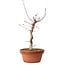 Acer palmatum deshojo, 27 cm, ± 8 años de edad, con un nebari de 3 cm
