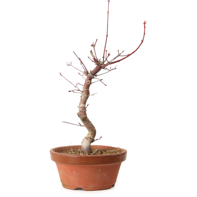 Acer palmatum deshojo, 27 cm, ± 8 anni, con nebari di 3 cm