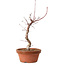Acer palmatum deshojo, 27 cm, ± 8 ans, avec un nebari de 3 cm