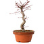 Acer palmatum deshojo, 27 cm, ± 8 jaar oud, met een nebari van 3 cm