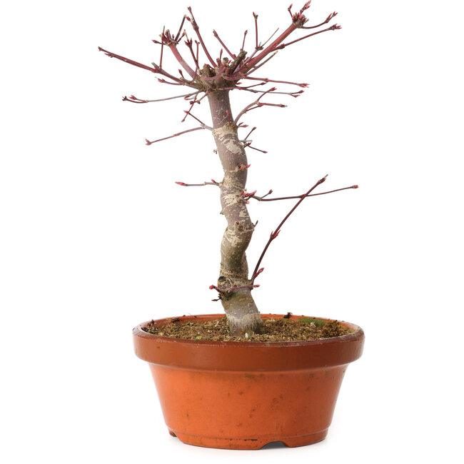 Acer palmatum deshojo, 27 cm, ± 8 anni, con nebari di 3 cm