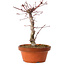 Acer palmatum deshojo, 27 cm, ± 8 anni, con nebari di 3 cm