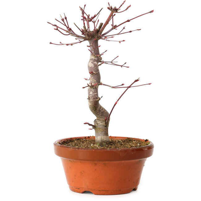 Acer palmatum deshojo, 27 cm, ± 8 años de edad, con un nebari de 3 cm