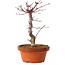 Acer palmatum deshojo, 27 cm, ± 8 years old, with a nebari of 3 cm