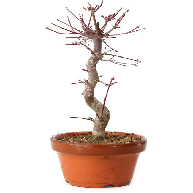 Acer palmatum deshojo, 27 cm, ± 8 years old, with a nebari of 3 cm