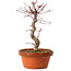 Acer palmatum deshojo, 27 cm, ± 8 Jahre alt, mit einem Wurzelhals von 3 cm
