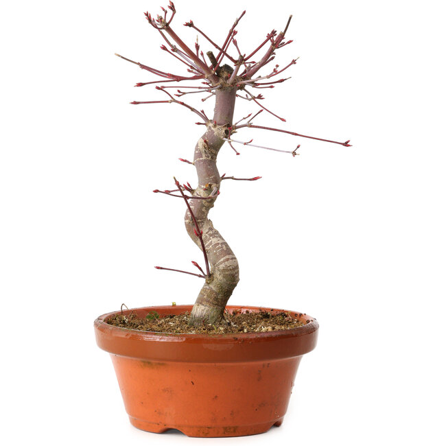 Acer palmatum deshojo, 27 cm, ± 8 years old, with a nebari of 3 cm