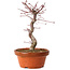 Acer palmatum deshojo, 27 cm, ± 8 Jahre alt, mit einem Wurzelhals von 3 cm