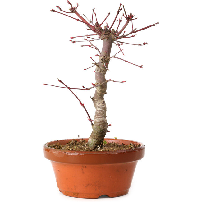 Acer palmatum deshojo, 27 cm, ± 8 jaar oud, met een nebari van 3 cm