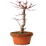 Acer palmatum deshojo, 27 cm, ± 8 years old, with a nebari of 3 cm