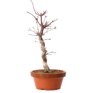 Acer palmatum deshojo, 27 cm, ± 8 años de edad