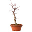Acer palmatum deshojo, 27 cm, ± 8 ans, avec un nebari de 3 cm