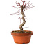 Acer palmatum deshojo, 27 cm, ± 8 Jahre alt, mit einem Wurzelhals von 3 cm