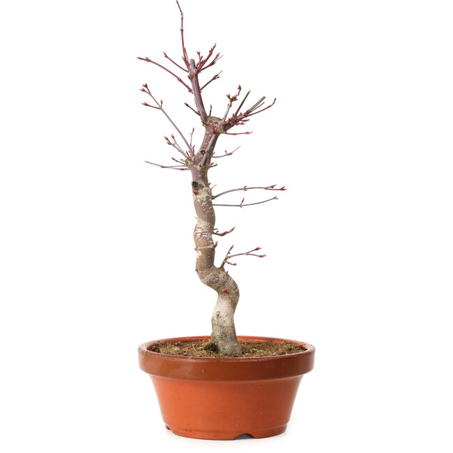 Acer palmatum deshojo, 27 cm, ± 8 anni, con nebari di 3 cm
