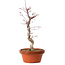 Acer palmatum deshojo, 27 cm, ± 8 years old, with a nebari of 3 cm