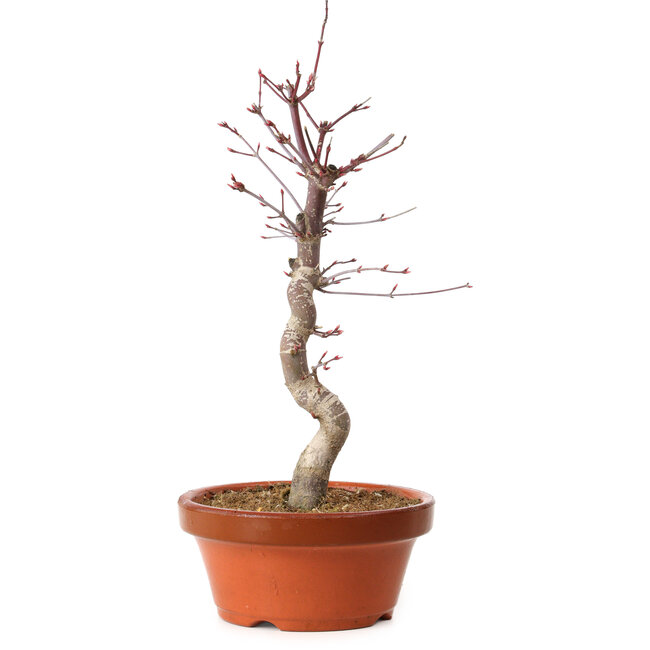 Acer palmatum deshojo, 27 cm, ± 8 años de edad, con un nebari de 3 cm