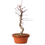 Acer palmatum deshojo, 27 cm, ± 8 Jahre alt, mit einem Wurzelhals von 3 cm