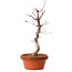 Acer palmatum deshojo, 27 cm, ± 8 years old, with a nebari of 3 cm