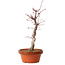 Acer palmatum deshojo, 27 cm, ± 8 Jahre alt, mit einem Wurzelhals von 3 cm
