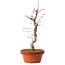 Acer palmatum deshojo, 27 cm, ± 8 jaar oud, met een nebari van 3 cm