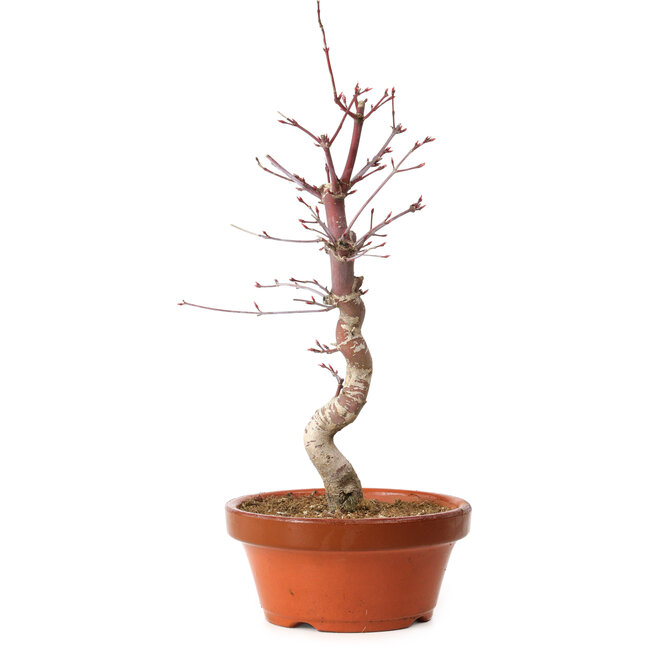 Acer palmatum deshojo, 27 cm, ± 8 años de edad, con un nebari de 3 cm