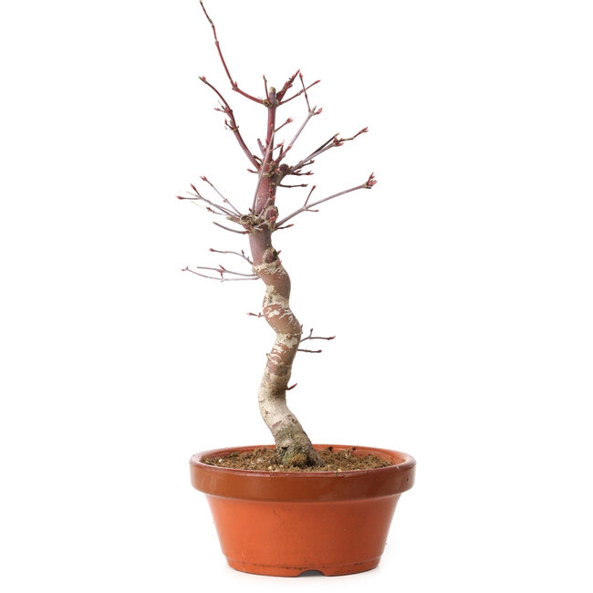 Acer palmatum deshojo, 27 cm, ± 8 anni, con nebari di 3 cm