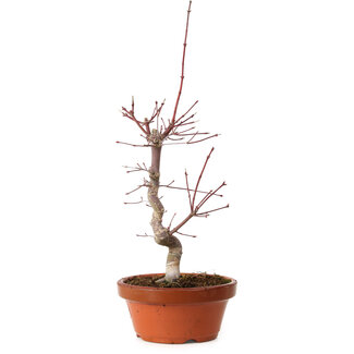 Acer palmatum deshojo, 27 cm, ± 8 years old
