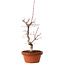 Acer palmatum deshojo, 27 cm, ± 8 years old, with a nebari of 3 cm