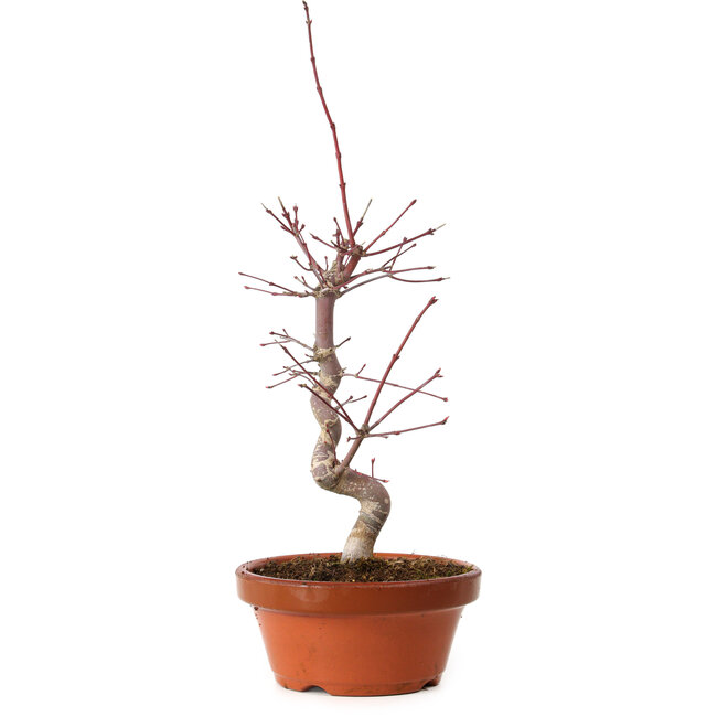 Acer palmatum deshojo, 27 cm, ± 8 jaar oud, met een nebari van 3 cm
