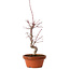 Acer palmatum deshojo, 27 cm, ± 8 jaar oud, met een nebari van 3 cm