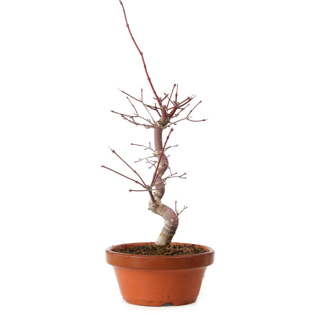 Acer palmatum deshojo, 27 cm, ± 8 Jahre alt, mit einem Wurzelhals von 3 cm