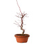 Acer palmatum deshojo, 27 cm, ± 8 anni, con nebari di 3 cm