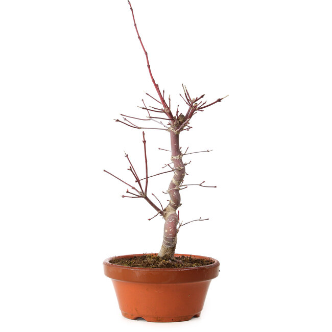 Acer palmatum deshojo, 27 cm, ± 8 years old, with a nebari of 3 cm