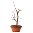 Acer palmatum deshojo, 27 cm, ± 8 Jahre alt, mit einem Wurzelhals von 3 cm