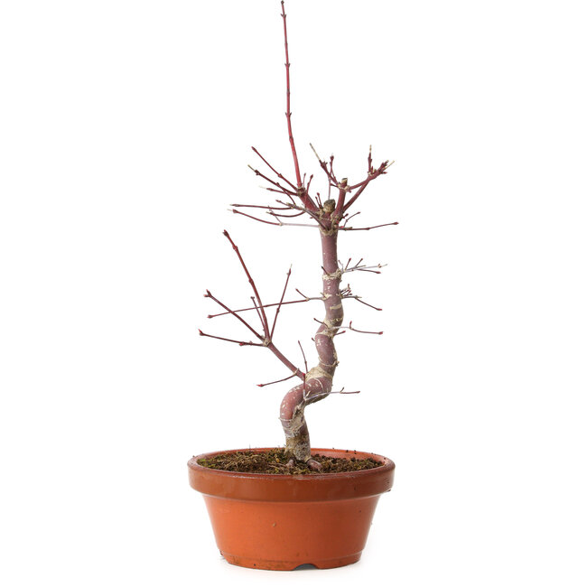 Acer palmatum deshojo, 27 cm, ± 8 anni, con nebari di 3 cm