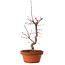 Acer palmatum deshojo, 27 cm, ± 8 anni, con nebari di 3 cm