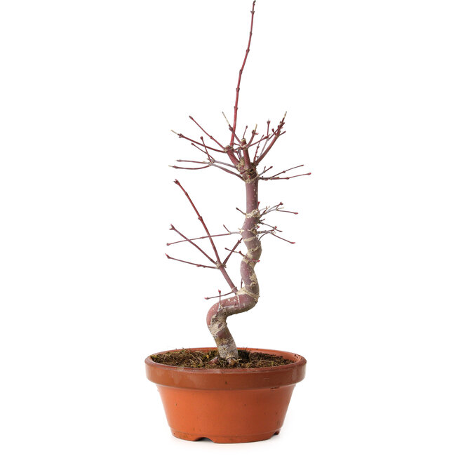 Acer palmatum deshojo, 27 cm, ± 8 años de edad, con un nebari de 3 cm