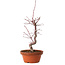 Acer palmatum deshojo, 27 cm, ± 8 jaar oud, met een nebari van 3 cm