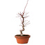 Acer palmatum deshojo, 27 cm, ± 8 years old, with a nebari of 3 cm