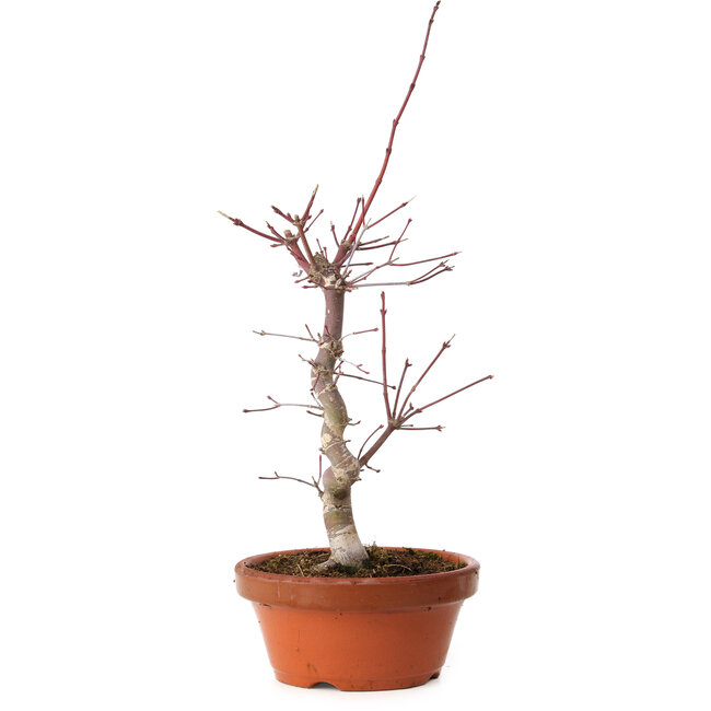 Acer palmatum deshojo, 27 cm, ± 8 Jahre alt, mit einem Wurzelhals von 3 cm