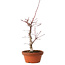 Acer palmatum deshojo, 27 cm, ± 8 years old, with a nebari of 3 cm