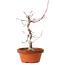 Acer palmatum deshojo, 27 cm, ± 8 jaar oud, met een nebari van 3 cm