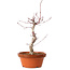 Acer palmatum deshojo, 27 cm, ± 8 Jahre alt, mit einem Wurzelhals von 3 cm