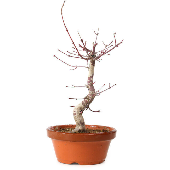 Acer palmatum deshojo, 27 cm, ± 8 anni, con nebari di 3 cm