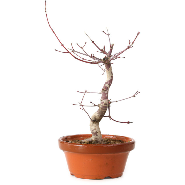 Acer palmatum deshojo, 27 cm, ± 8 años de edad, con un nebari de 3 cm