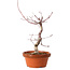 Acer palmatum deshojo, 27 cm, ± 8 years old, with a nebari of 3 cm