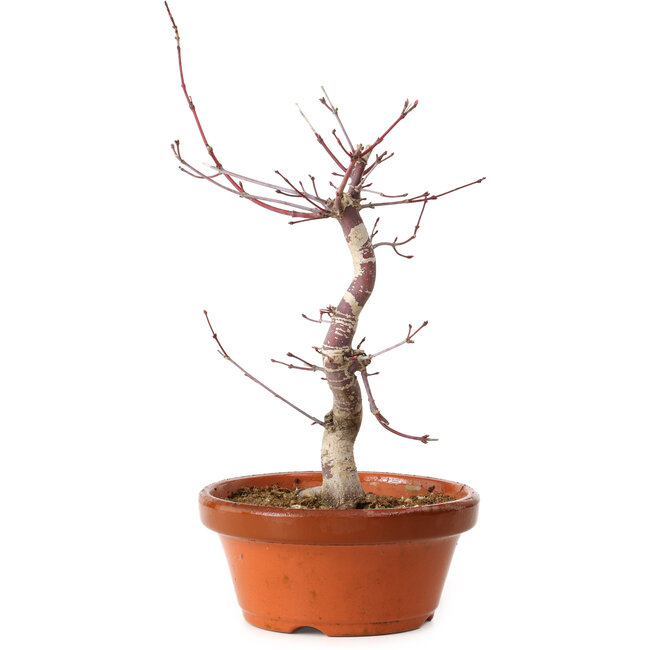 Acer palmatum deshojo, 27 cm, ± 8 years old, with a nebari of 3 cm
